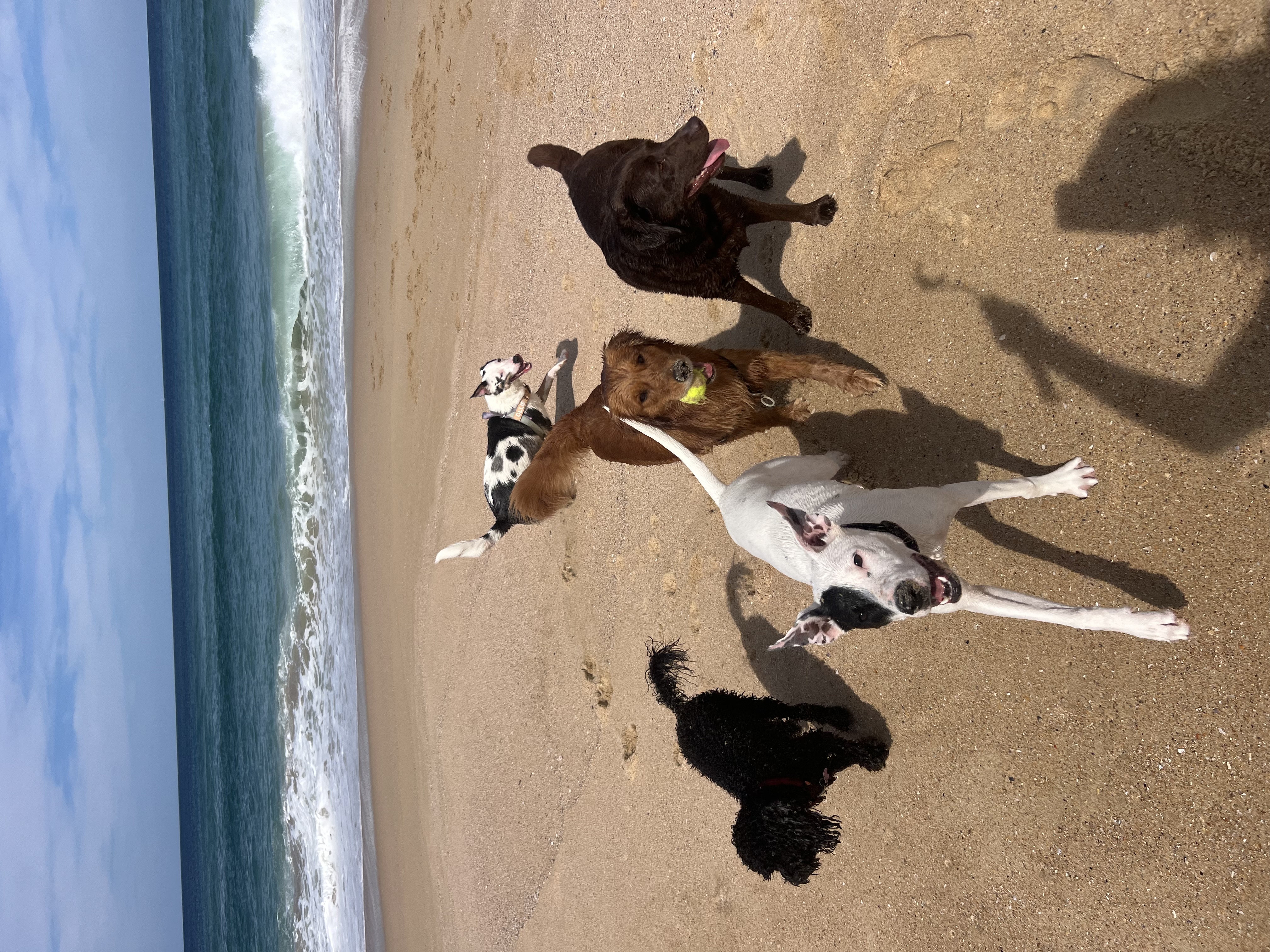 Dog outdoors during a social care outing