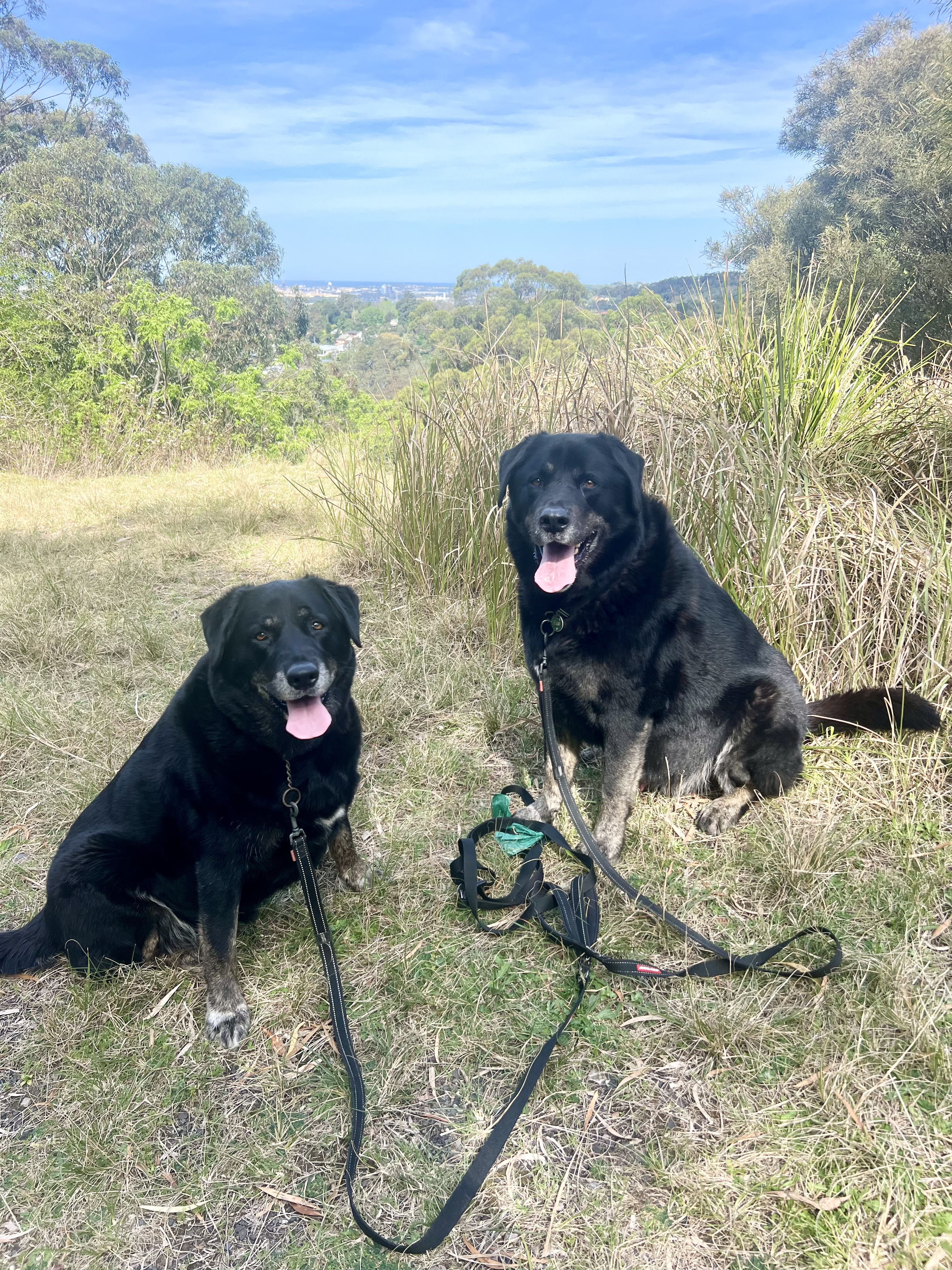 Dogs resting after time outdoors