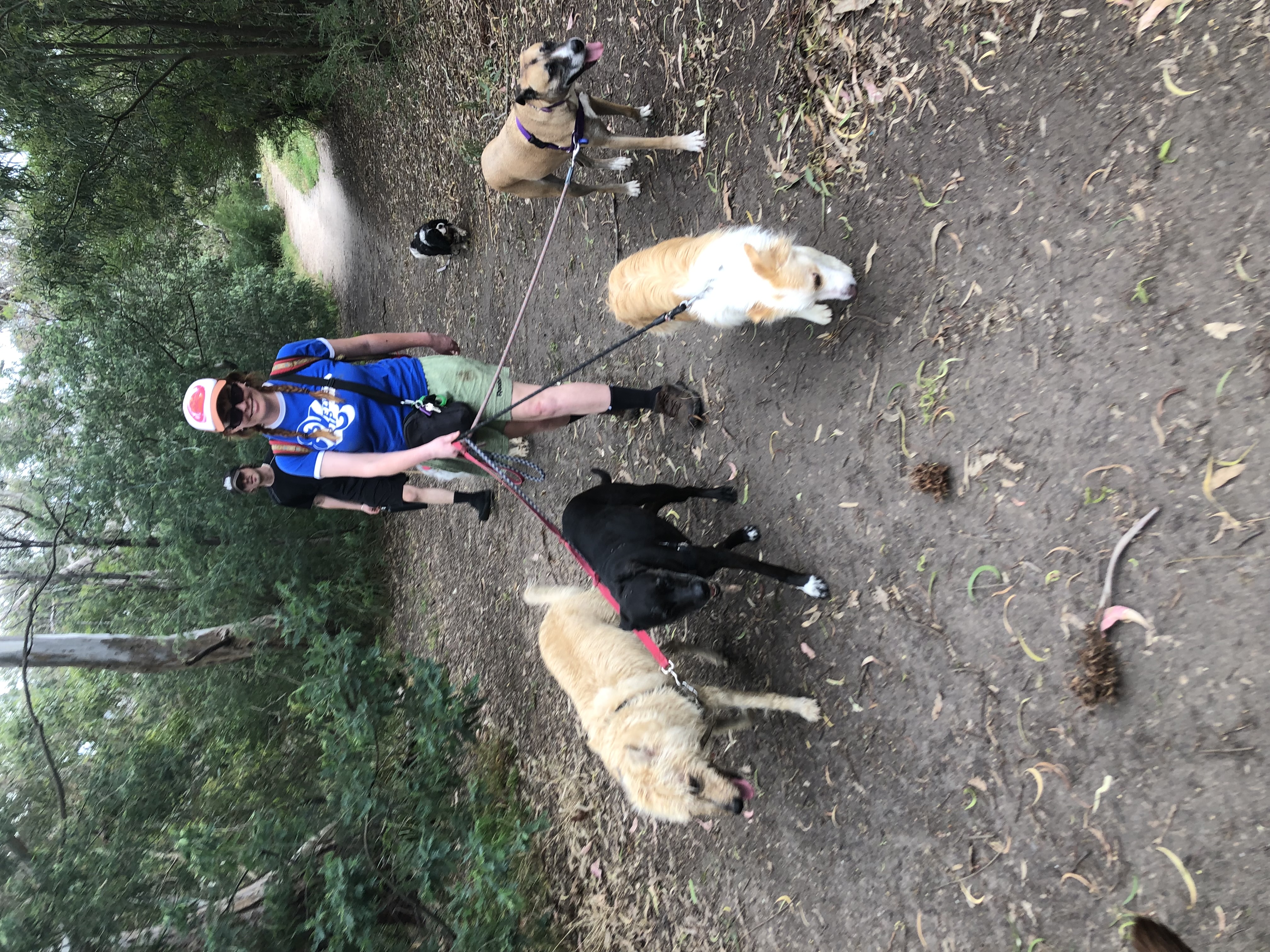 Dogs travelling together on an outdoor path
