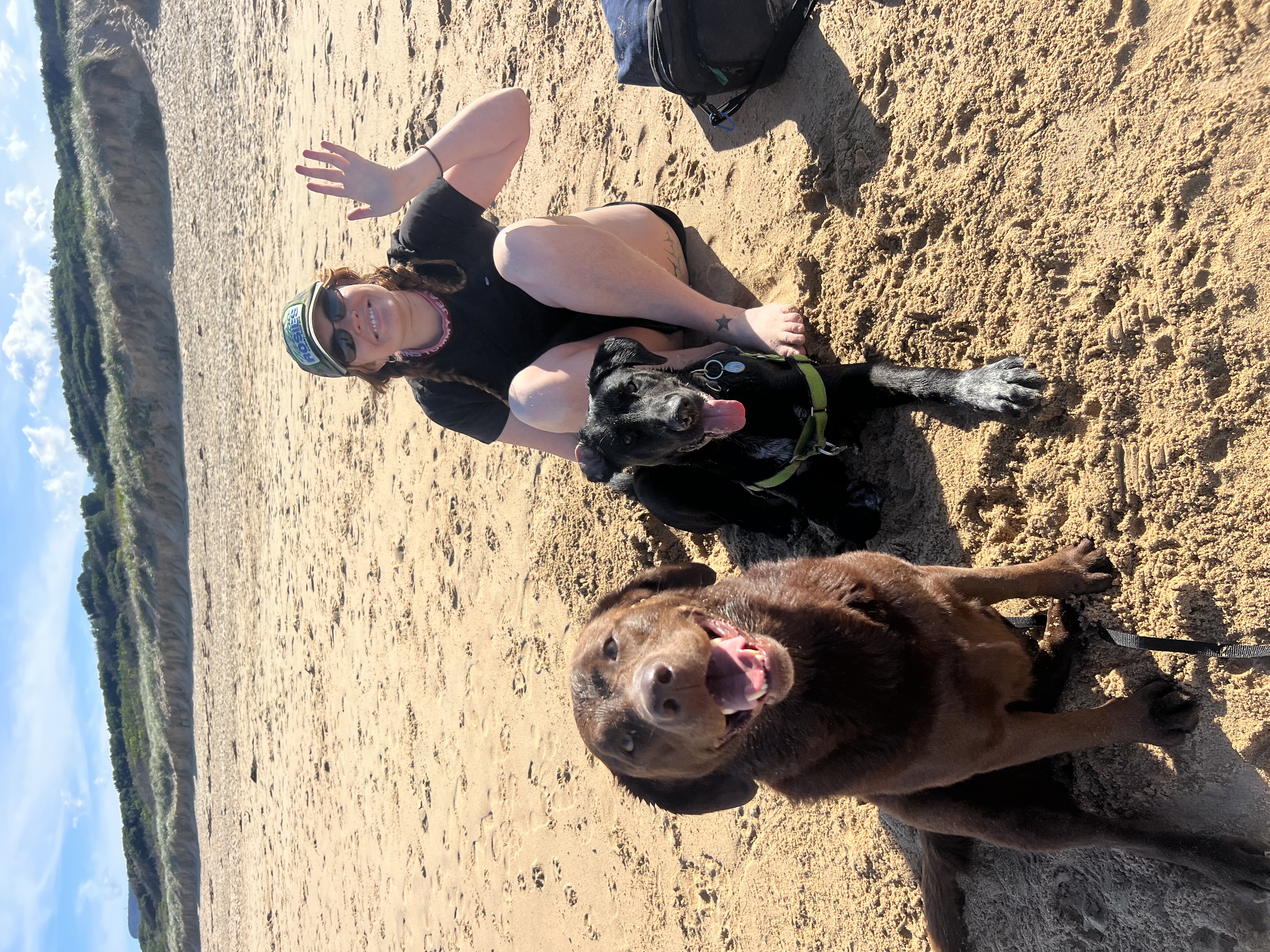 Dogs on a beach outing