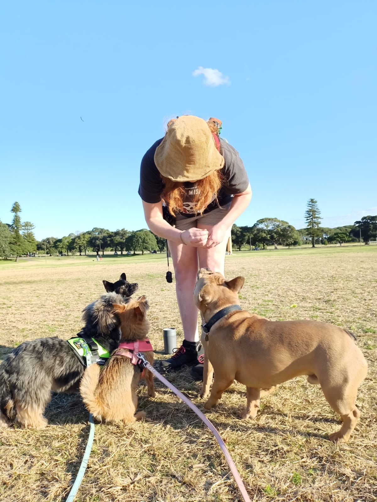 Dog enjoying an outdoor care outing